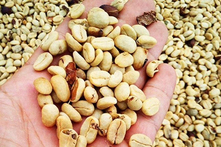 Dried coffee beans